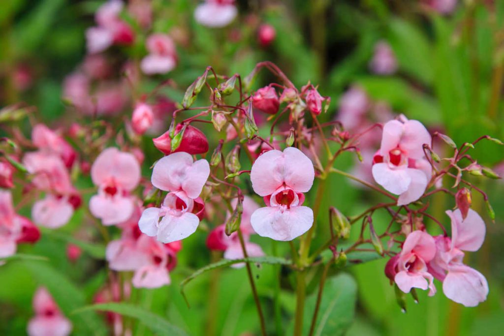 Balsamine de l'himalaya - Impatiens glandulifera