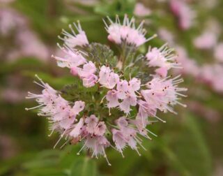 Caryopteris clandonensis ‘Pink Perfection’