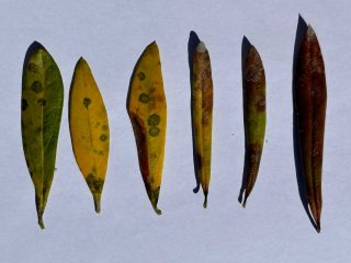 Feuilles olivier - oeil du paon