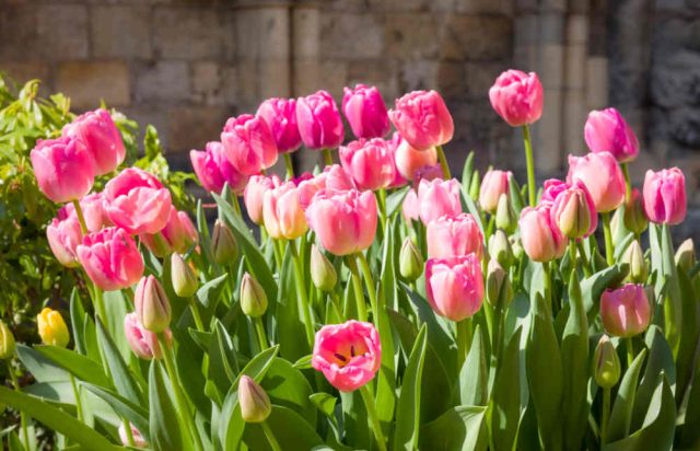 Tulipe Culture Et Vari t s Pour Le Jardin