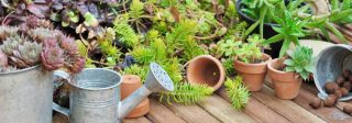 plantation jardiniere