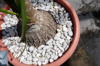 paillis mineral - paillage plante en pot