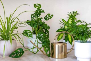 Arrosage plante intérieur