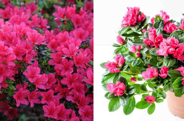 Azalée – Culture des différentes Variétés
