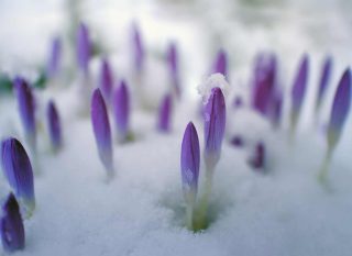 goutte froide impact au jardin