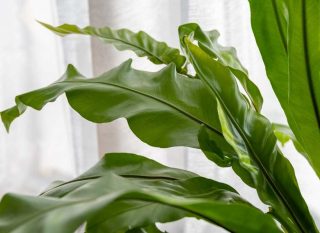 asplenium nidus exposition