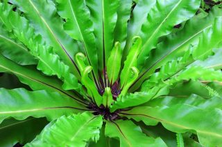 asplenium nidus culture, entretien, arrosage