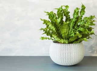 asplenium nidus plante d'intérieur