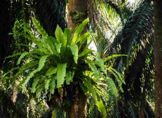 fougère nid d'oiseau plante épiphyte