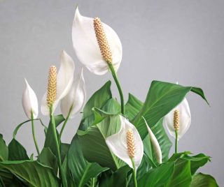 Fleur de lune (plante) spathiphyllum