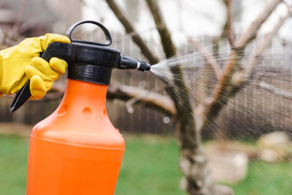 Prendre soin des arbres fruitiers au fil des saisons