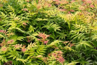 Sorbaria sorbifolia - fausse spirée feuillage coloré