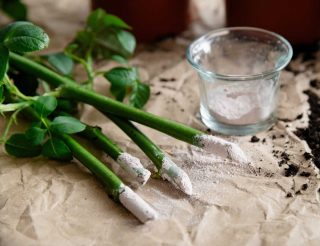 Bouture rosier hormone bouturage