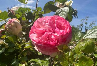 Rose pierre de ronsard fleur