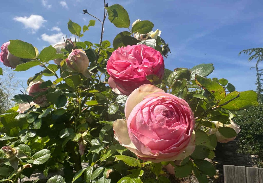 Rosier pierre de ronsard