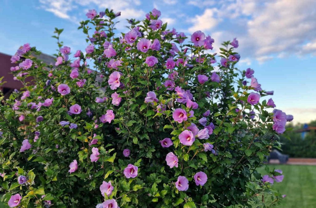 hibiscus syriacus en fleurs