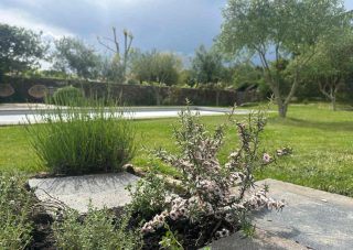 plantation leptospermum