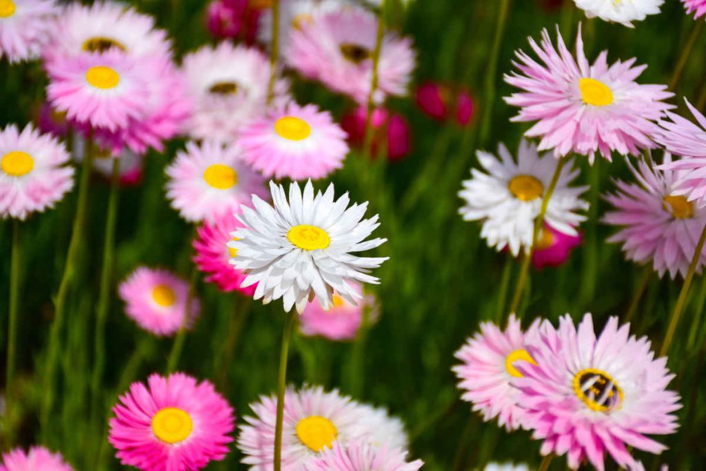 Aster fleur