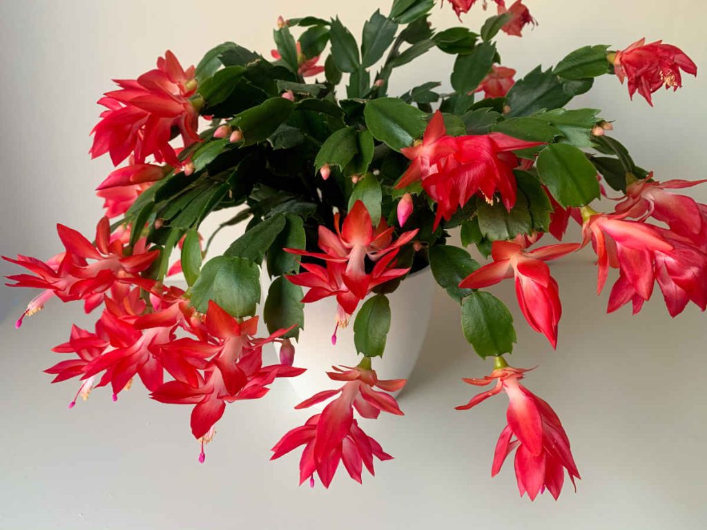 Cactus de Noël - Schlumbergera