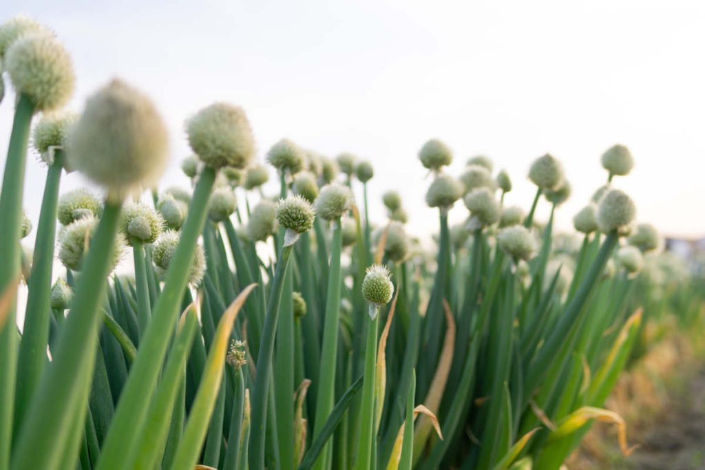 Ciboule - Cive - Allium fistulosum