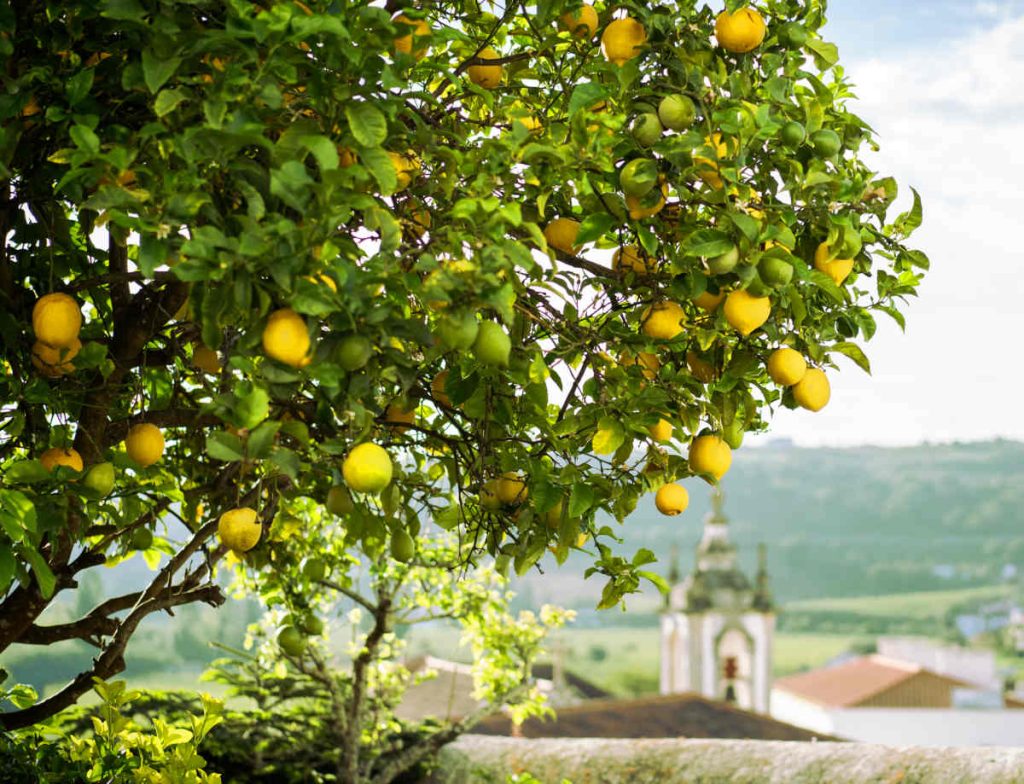 Culture du citronnier