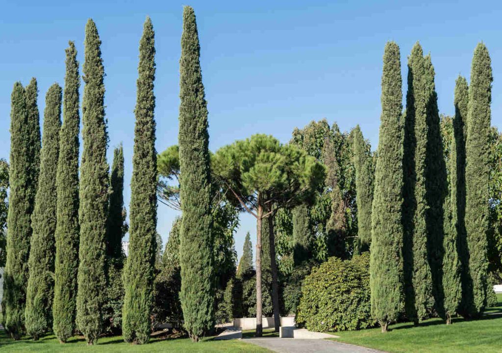 Cyprès de Provence - Italie - Cupressus sempervirens