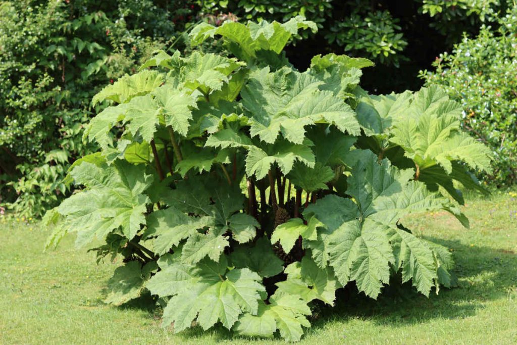 Gunnera, Rhubarbe géante