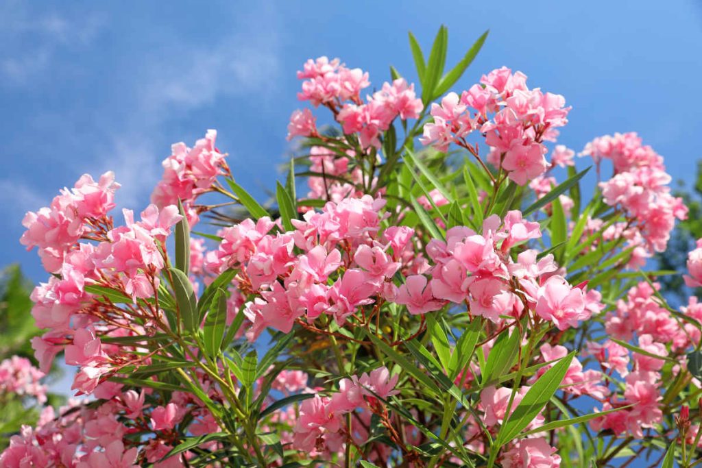 Laurier rose - nerium oleander