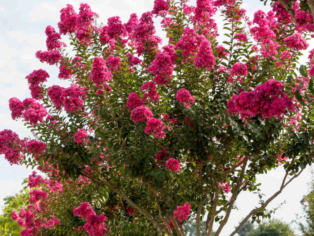 Lilas des indes