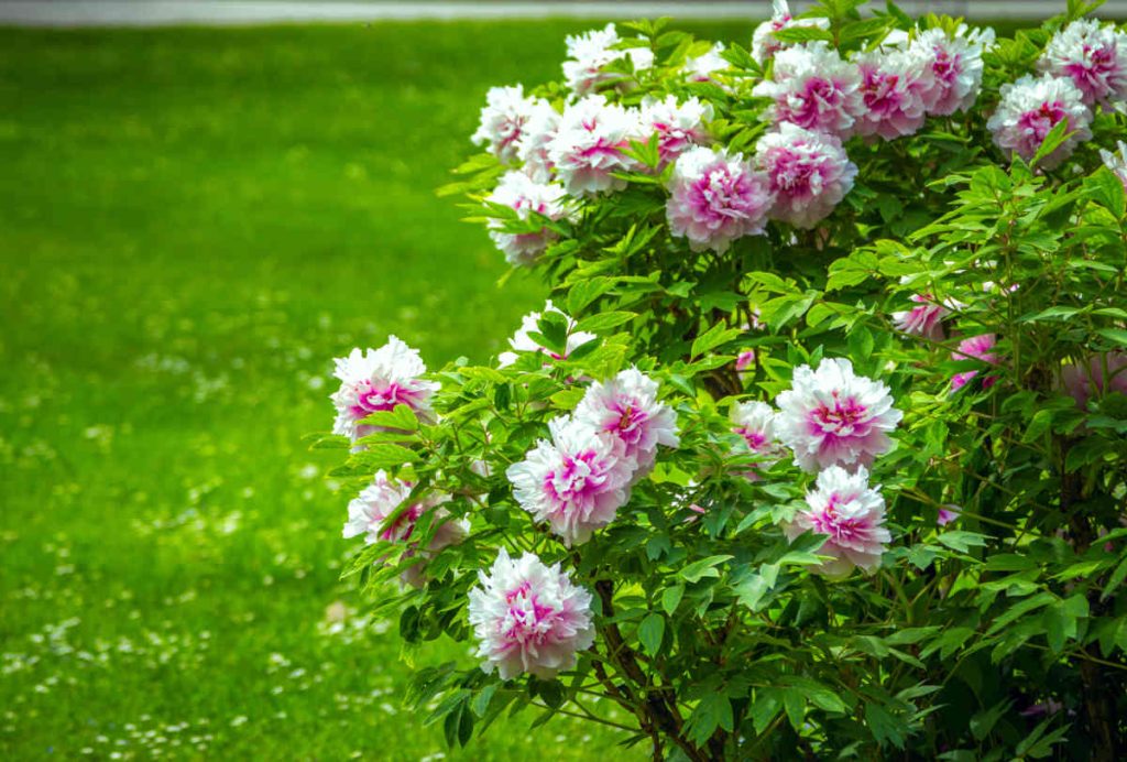 Pivoine arbustive - Paeonia suffruticosa