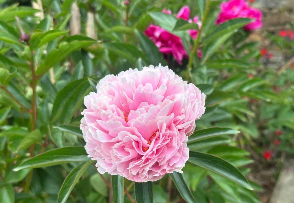 Pivoine herbacée