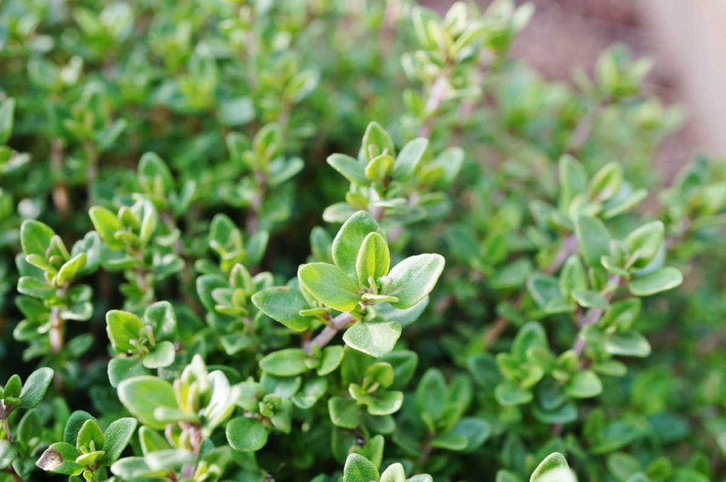 Thym citron