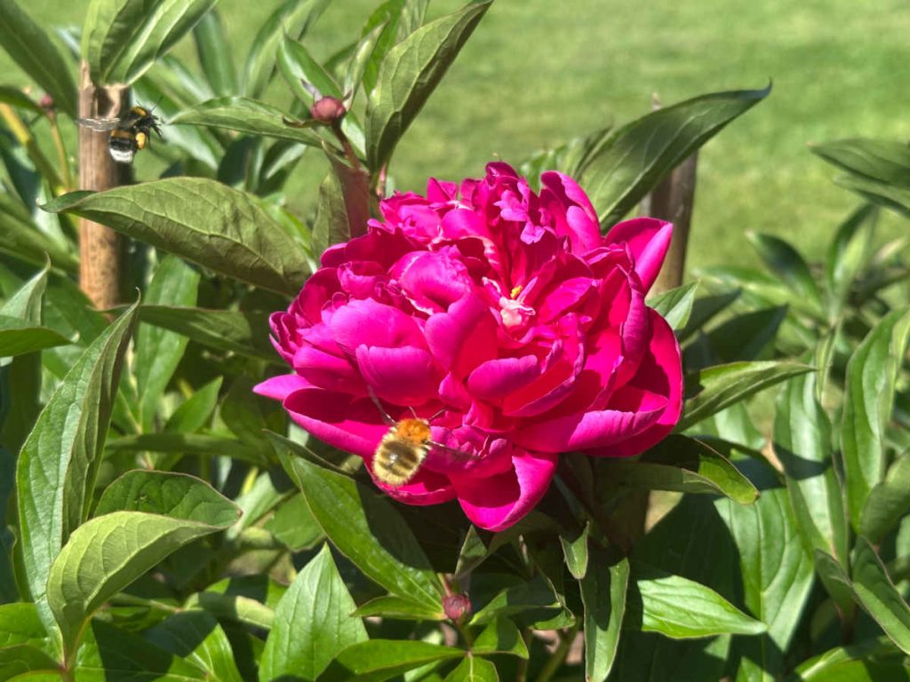pivoine