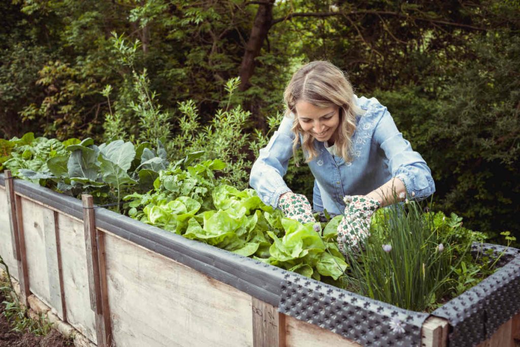 potager surrélevé - jardiner debout