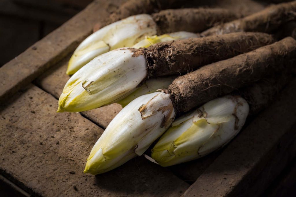 Culture endive