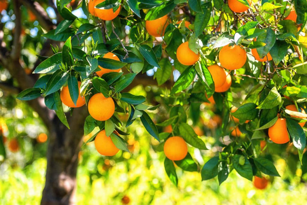 Oranger - Citrus sinensis