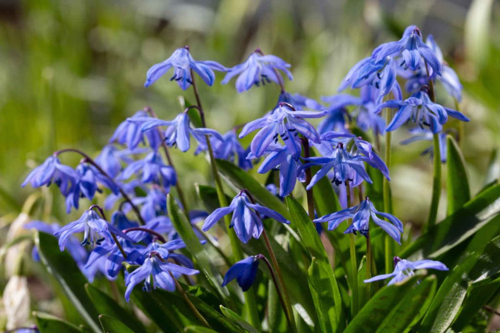 Scille - Scilla