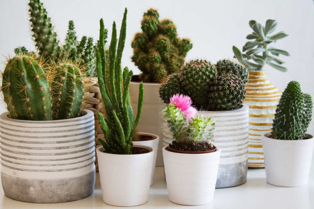 Cactus - culture entretien