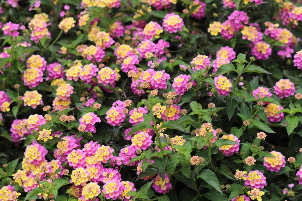 Lantana camara