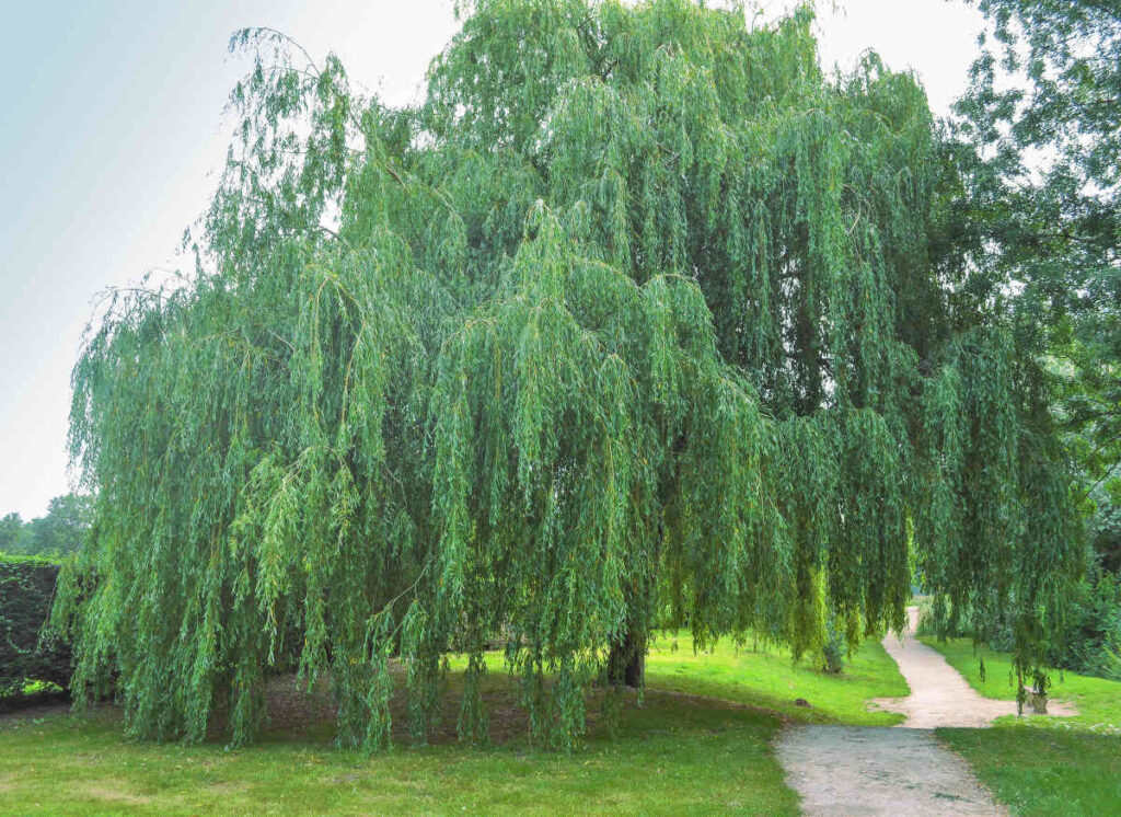 Saule pleureur - Salix babylonica
