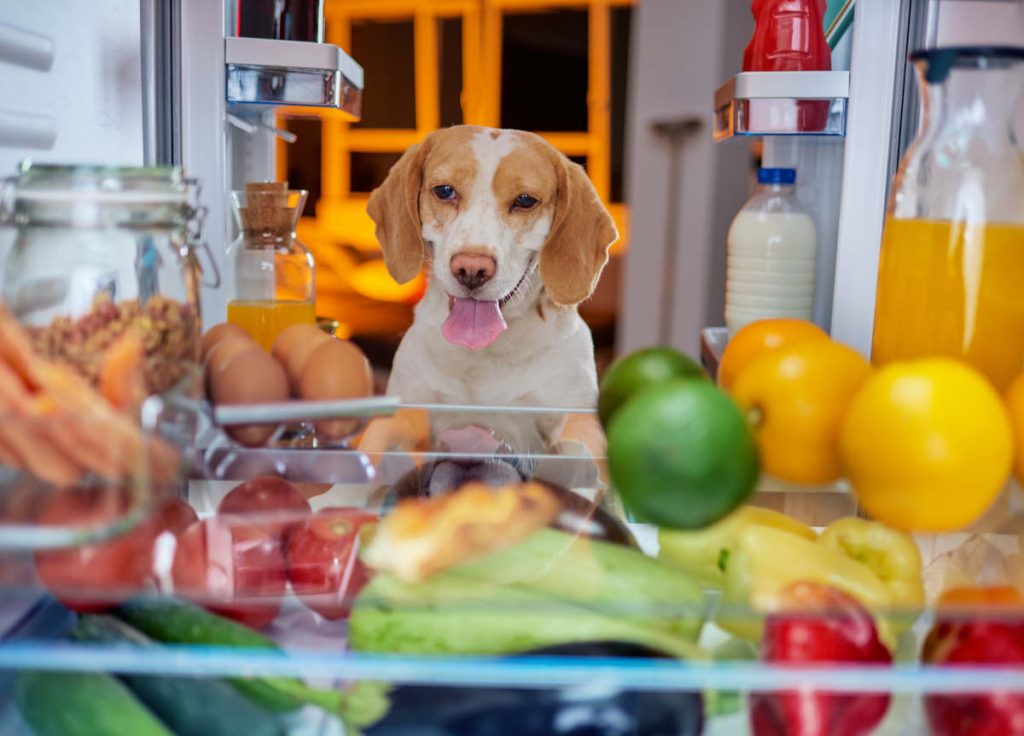 Aliment toxique dangereux chien