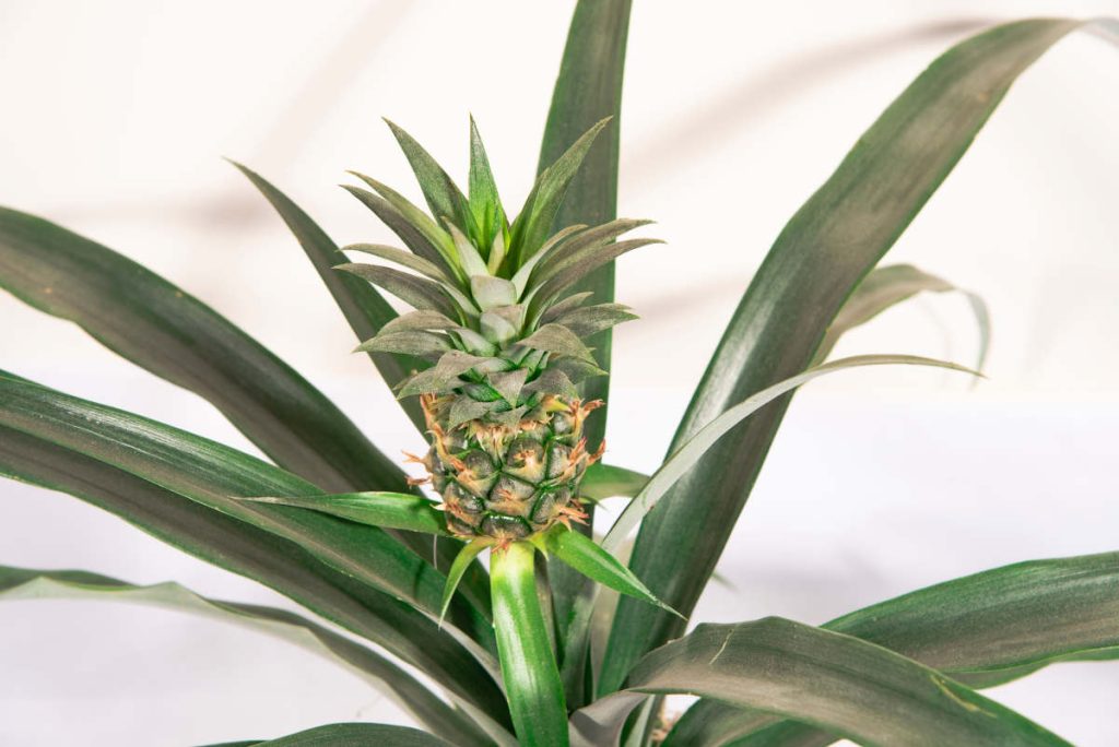 Ananas