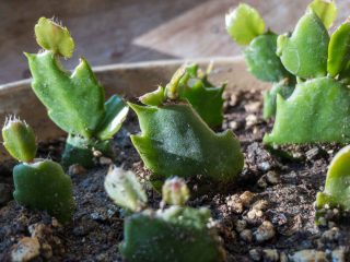 Bouture cactus de noel schlumbergera