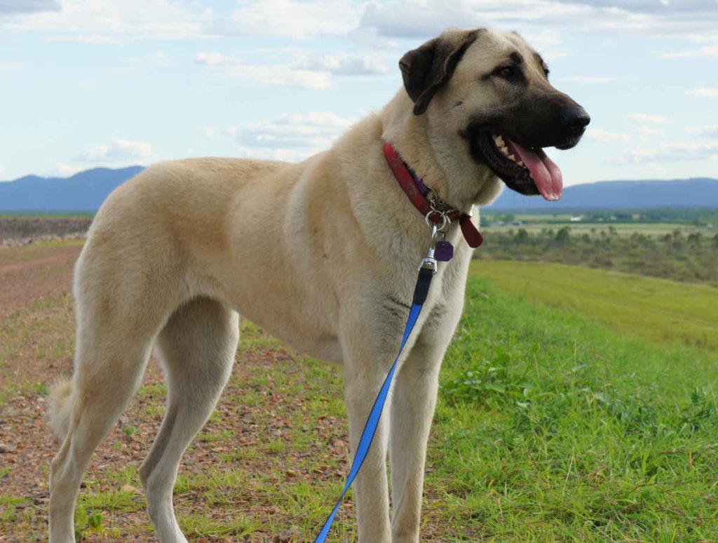 Kangal