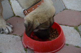 Kangal alimentation