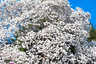 Magnolia de kobe en fleurs (magnolia kobus)