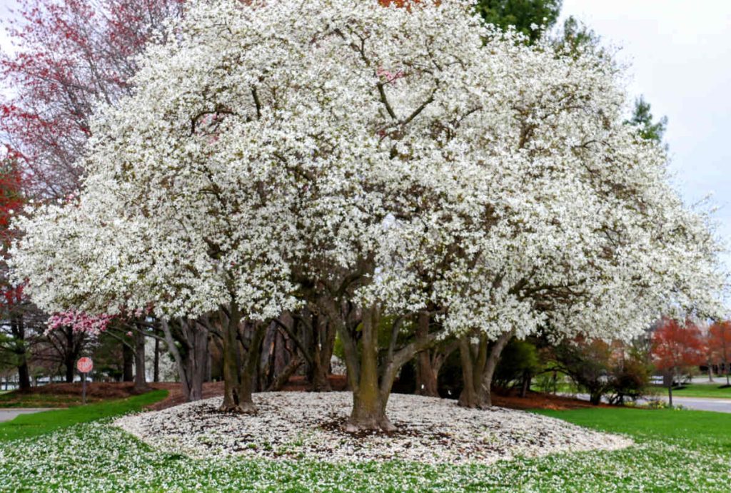 Magnolia kobus - kobe