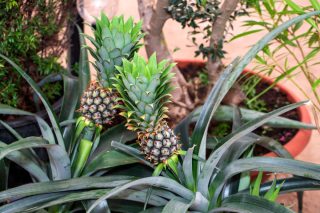 cultiver ananas