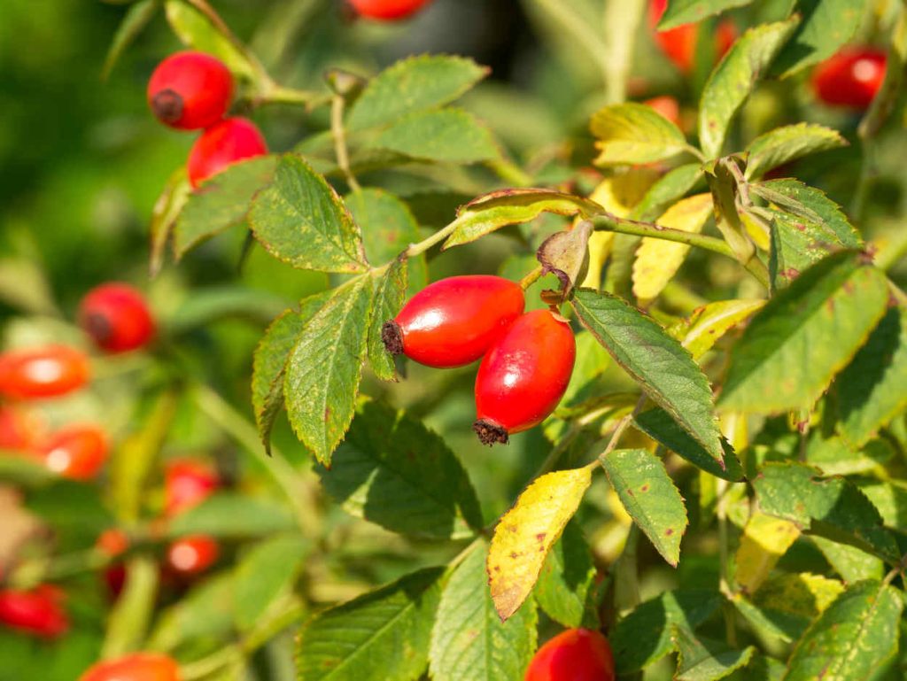cynorrhodon fruit rosier