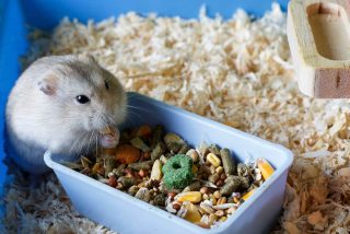 hamster alimentation nourriture